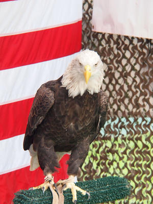 Bald eagle