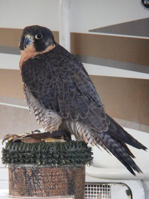 Peregrine falcon #2