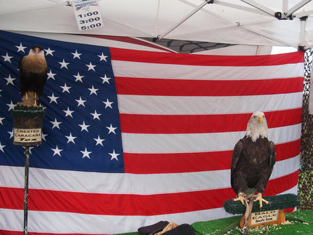 Creasted caracara and bald eagle