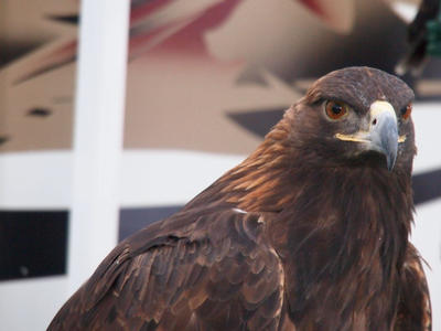 Golden eagle #3