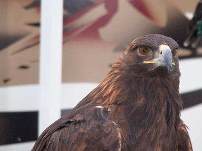 Golden eagle #4