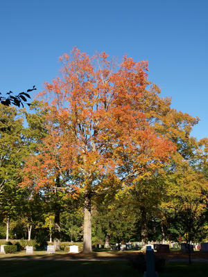 Andover cemetary in early fall #2