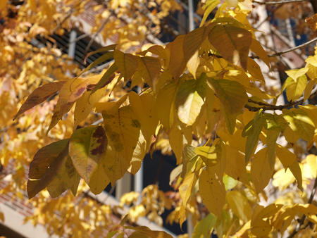 Fall leaves #3