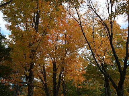 Andover cemetary in fall #7