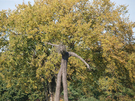 Wooden sculpture at the Fruitlands museum #2