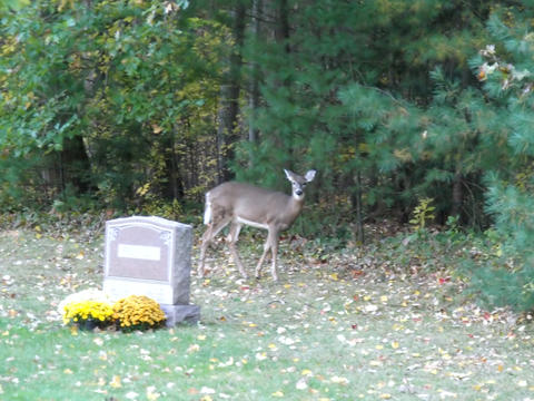 Deer in the cemetary #3