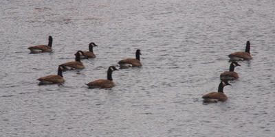 Canadian geese