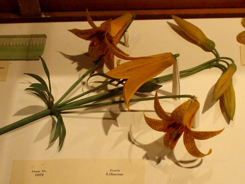 Glass flowers at Harvard museum of natural history #2