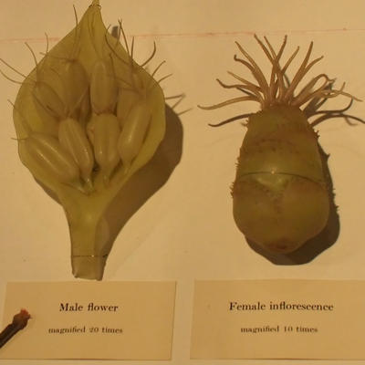 Glass flowers at Harvard museum of natural history #7