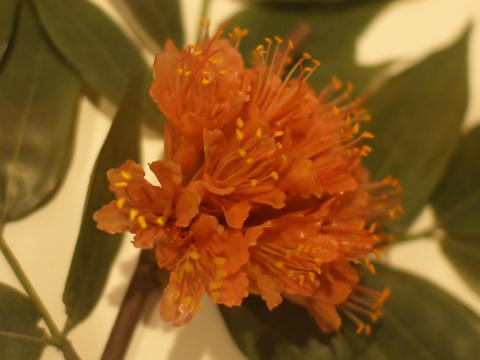 Glass flowers at Harvard museum of natural history #9