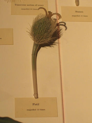 Glass flowers at Harvard museum of natural history #10