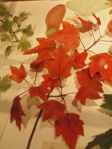Glass flowers at Harvard museum of natural history #11
