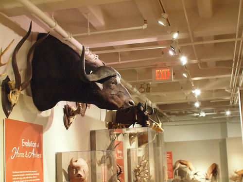 Horns and antlers exhibit #2