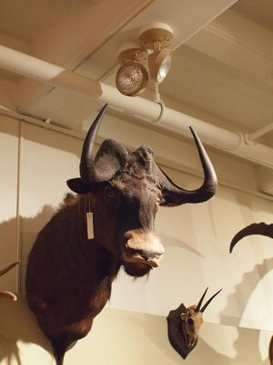 Horns and antlers exhibit #4