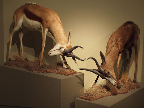 Antelopes