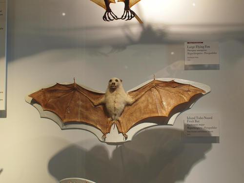 Fruit bat