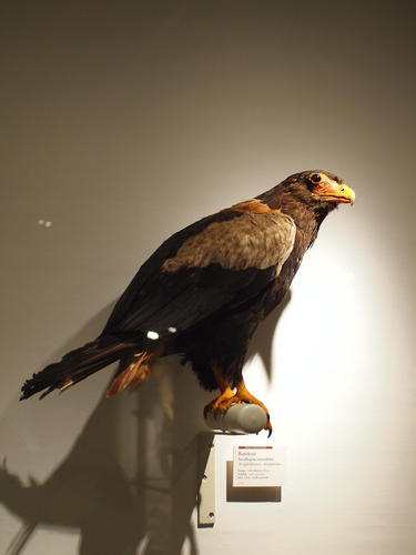 Bateleur