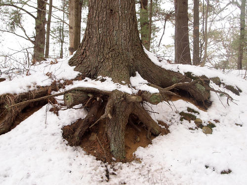 Tree roots