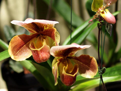 Brown and yellow ladyslipper