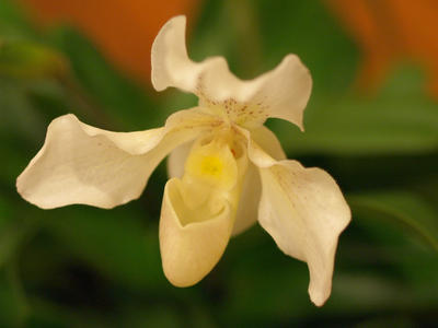 White ladyslipper