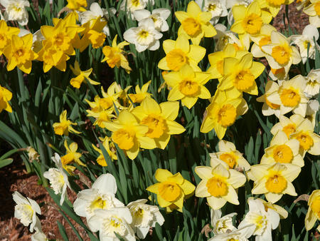 Daffodils
