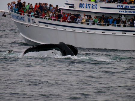 Whale watching