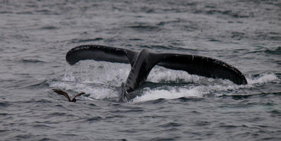 Whale tail