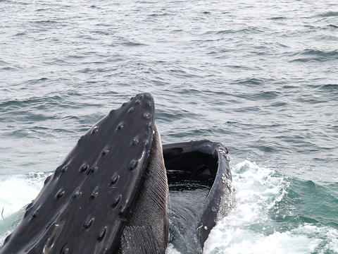 Whale feeding