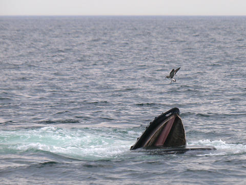 Whale and seagulls