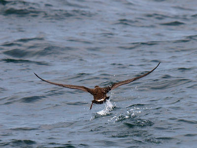 Coming in for a landing