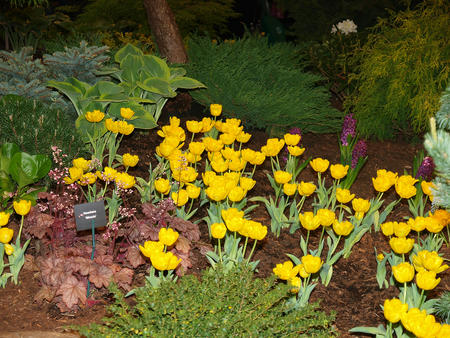 Yellow tulips