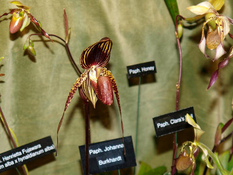 Brown ladyslipper