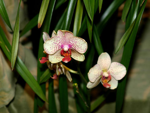 Orchid
