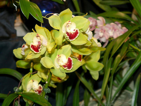 Red and white orchids