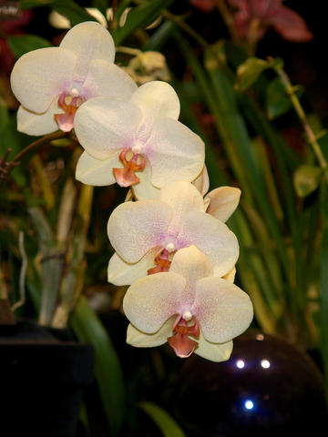 White and purple orchids