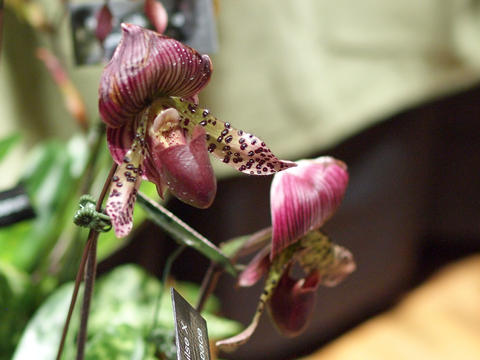 Purple ladyslipper #2
