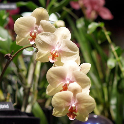 White and purple orchids #2