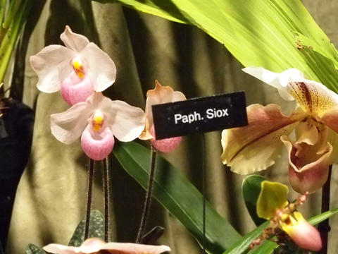 Pink and white ladyslipper