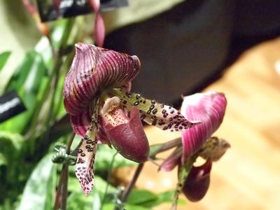 Purple ladyslipper #3