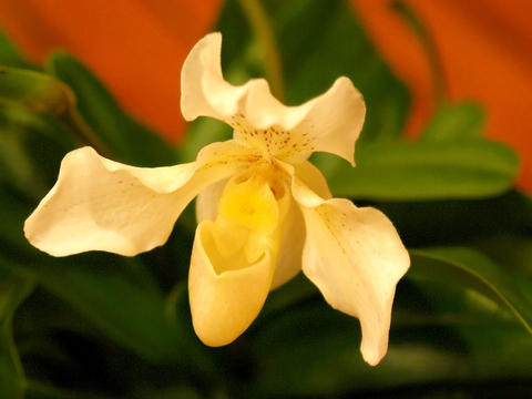 Yellow and white ladyslipper