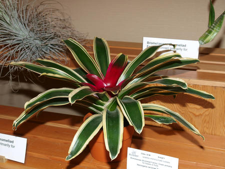 Bromeliad