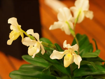 Yellow and white ladyslipper #2