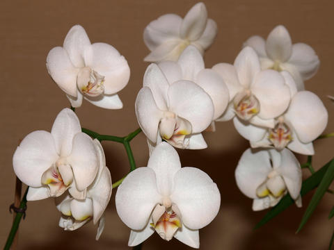 Orchids