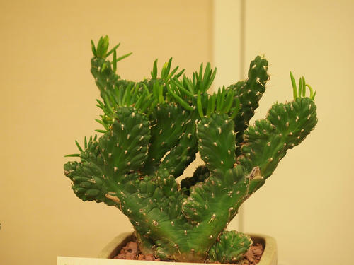 Cactus