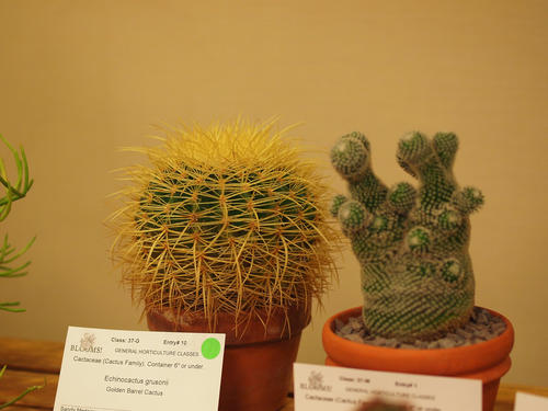 Cacti #3