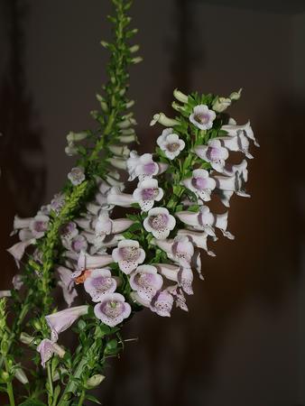 Foxglove