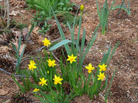 Daffodils