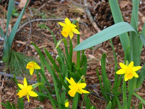 Daffodils #2