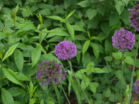 Purple flowers