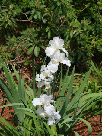 White iris